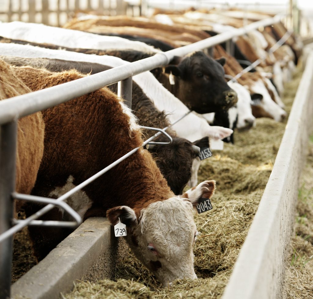 Curso de Gestión Agrogánadera 4 1 Curso Curso de Produccion en Feedlot en uruguay Instituto grupo saber e1699630825940