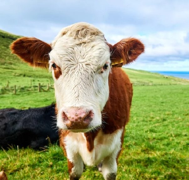 Curso de Gestión Agrogánadera 2 10. Curso Gestion Agroganadera en uruguay Instituto grupo saber e1699788753418