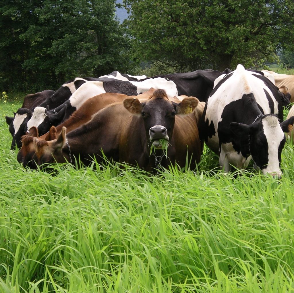 Curso de Manejo de Pásturas 4 11. Curso Manejo de Pasturas en uruguay Instituto grupo saber scaled e1699822624959