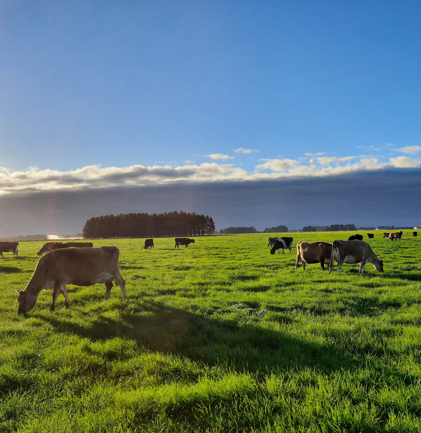 Curso de Manejo de Pásturas 1 12. Curso Manejo de Pasturas en uruguay Instituto grupo saber e1699822573283