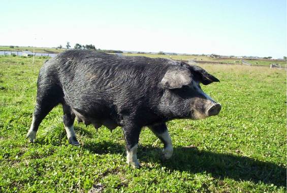5. Curso de Bienestar Animal MONTEVIDEO URUGUAY INSTITUTO GRUPO SABER