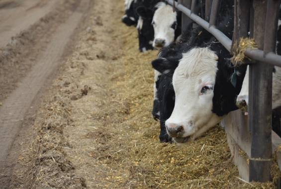 5. Curso de Produccion en Feedlot MONTEVIDEO URUGUAY INSTITUTO GRUPO SABER