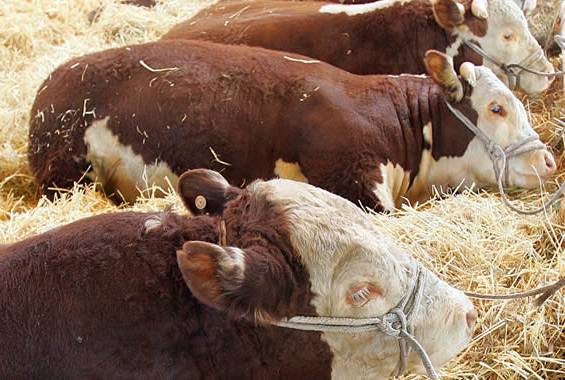 5. Curso de Tecnico en Gestion Agroganadera MONTEVIDEO URUGUAY INSTITUTO GRUPO SABER