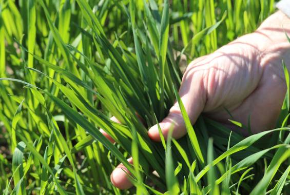 5. Curso de manejo de pastura MONTEVIDEO URUGUAY INSTITUTO GRUPO SABER 1