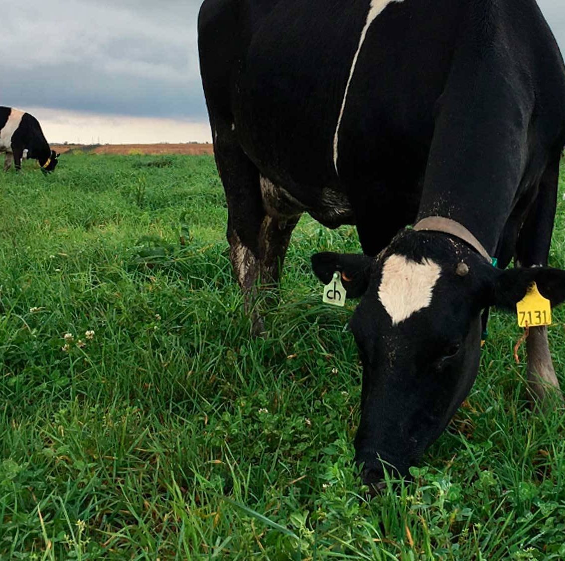 Curso de Manejo de Pásturas 2 6. Curso Manejo de Pasturas en uruguay Instituto grupo saber e1699822452733