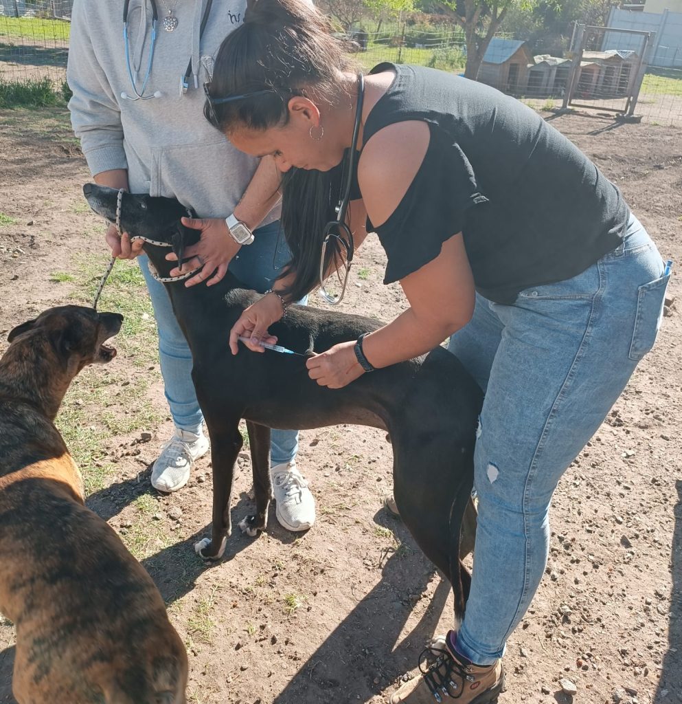 Curso de Ayudante Veterinario 5 WhatsApp Image 2023 10 08 at 14.38.11 e1699537908847